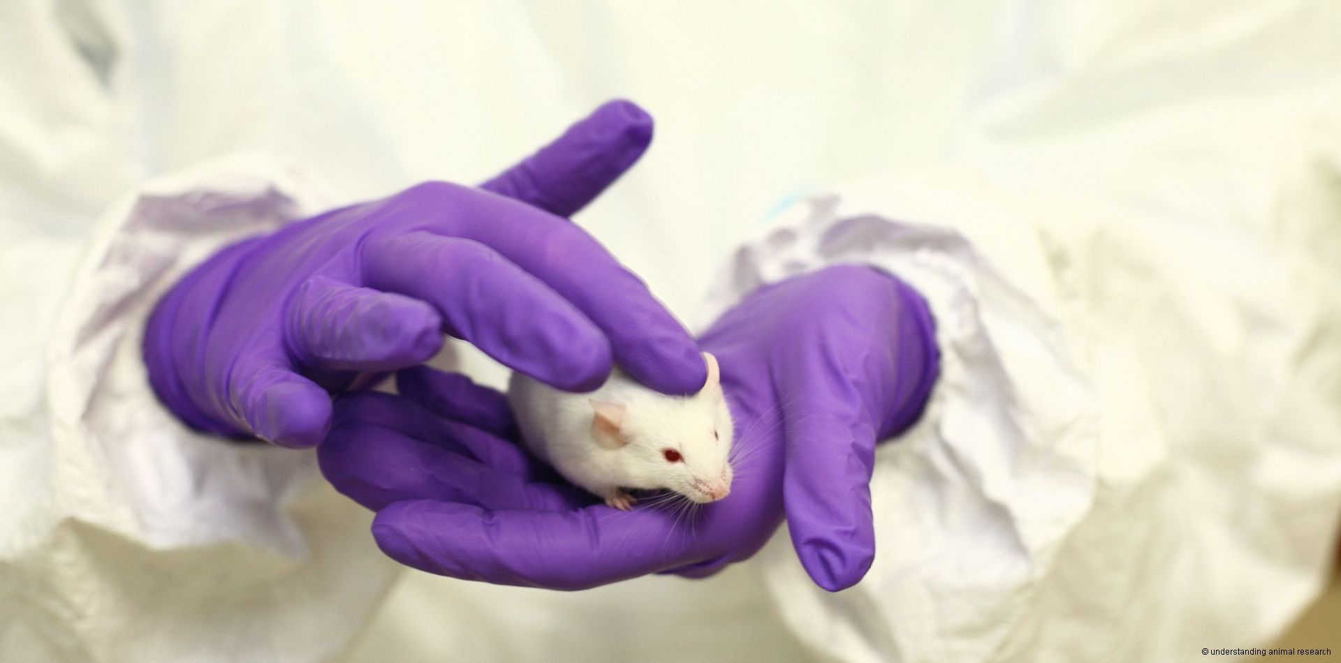 white-mouse-in-purple-gloved-hands_3 c understanding_animal_research.jpg